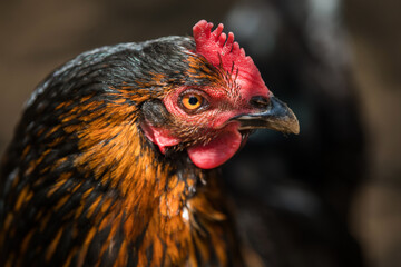 Adult hen in nature background