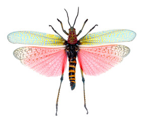 Still photo of the Madagascar Rainbow Locust/Milkweed Locust, Phymateus saxosus
