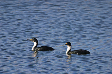Pair of Imperial Shag, Phalacrocorax atriceps