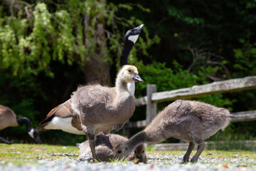 Baby Geese outdoors in the park. Taken in Bowen Island, British Columbia, Canada.