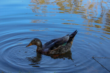 Pato