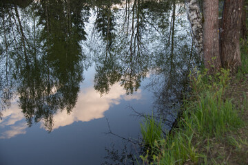 morning in the forest