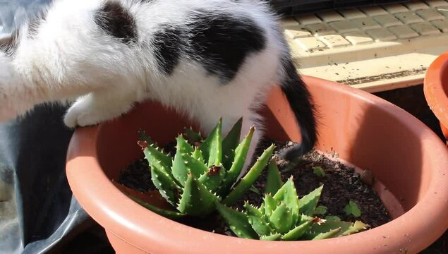 Un gato blanco acostado en las maceta 