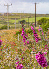 flowers in the field