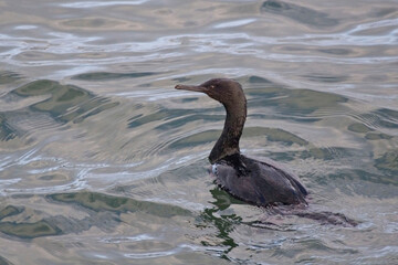 Pelagic Cormorant, Phalacrocorax pelagicus, on the water