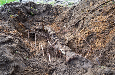 Tree roots in the freshly dig pit