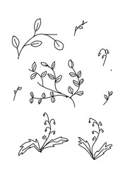 Botanical drawing for coloring 