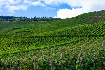 Fototapeta na wymiar Beautiful green vineyard, autumn landscape before harvest