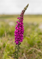 foxglove © Joe