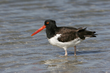 American Oystercatcher on Florida Beach