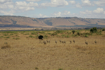 Ostrich and their young in the Masai Mara of Kenya Africa