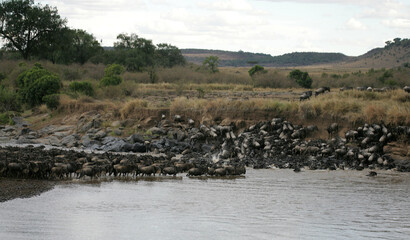 Fototapeta na wymiar Wildebeest and Zebra crossing the Mara River in Kenya Africa