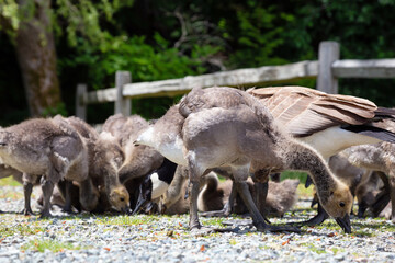 Naklejka na ściany i meble Baby Geese outdoors in the park. Taken in Bowen Island, British Columbia, Canada.