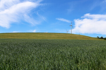 Fototapeta na wymiar Landscape with green wheat field and blue sky