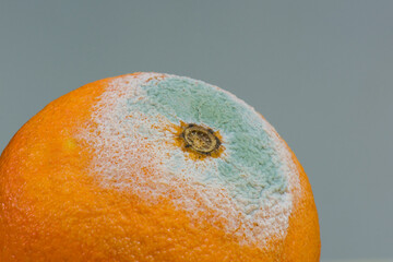 Some mold on an orange