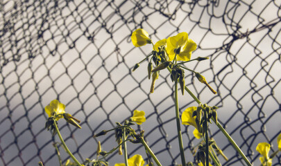 An yellow flower in the background of wire fence
