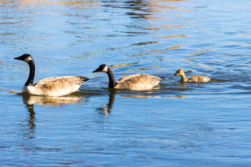 Canada Geese and Goslings