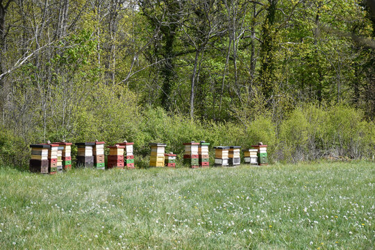 Colorful line with bee-hives © Birgitta