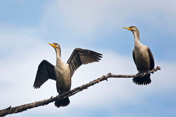 Double-crested Cormorant, Phalacrocorax auritus, young perched