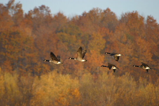 Canada Geese in an Autumn migration scenr
