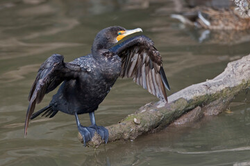 Double-crested Cormorant, Phalacrocorax auritus, wings spread