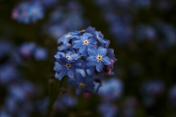 forget me not