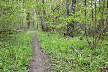Footpath through a forest in leafing season