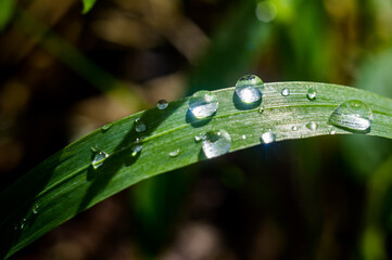 water drops on foxes, macro photography, close-up