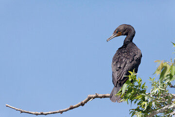 Double-crested Cormorant, Phalacrocorax auritus, perched on branch
