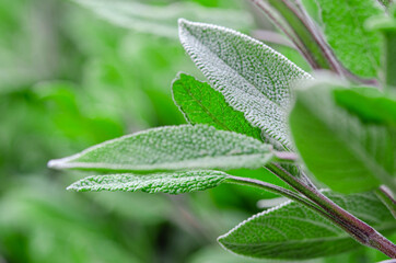 Medicinal herbs. Unconventional medicine. Leaves of medicinal sage