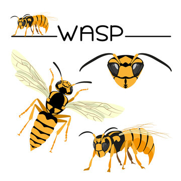 Wasp is a Predatory insect. Set: top view, side view, and head view. Vector image isolated on a white background.