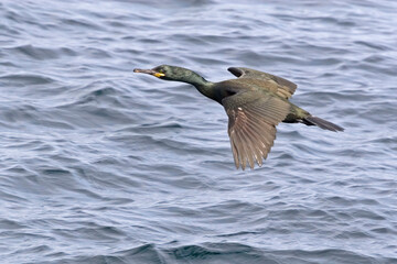European Shag, Phalacrocorax aristotelis, in flight