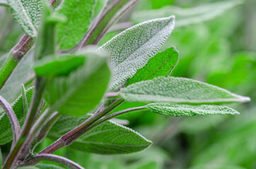 Medicinal herbs. Unconventional medicine. Leaves of medicinal sage