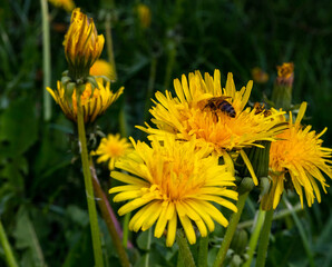 Flowering yellow dandelions on a blur natural background. The bee collects honey. Wild plants.