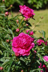 Fototapeta premium Beautiful blooming peonies (Paeonia) - Flowering peonies in the garden - pink peony bush