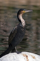 Great Cormorant, Phalacrocorax carbo, relaxing