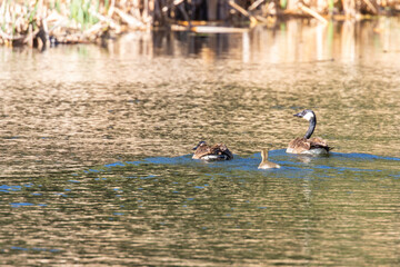 Canada Geese and Goslings