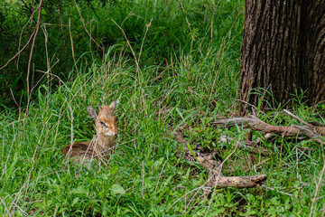 Kirk's dik-dik sitting in tall grass in Serengeti National Park, Tanzania