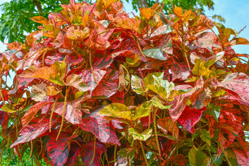 Colourful Leaf & Long Flower Design Tree.