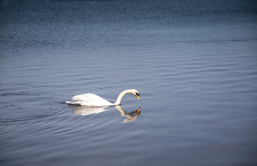 white swan on the water