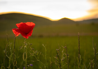 poppy in the field