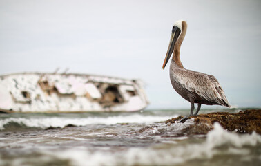 Pelican near sinked yacht on the beach in Mexico,Caribbean sea.
