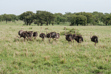 Flock of ostriches in the northern Serengeti, Tanzania
