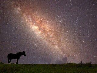 Lone star horse