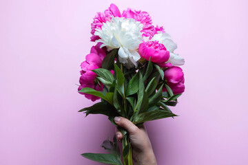 Bouquet of fuchsia and white peonies in female hand isolated on pink background. Flat lay composition, copy space