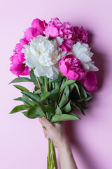 Mix peonies bouquet in female hand isolated on pink background. Flat lay composition, copy space, close up