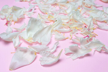 Close up of white peony petals isolated on pink background. Macro, flat lay. Idea for decor, poster, wallpaper, postcard