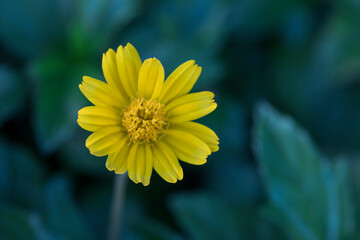 Beautiful yellow Daisy flower of the garden.