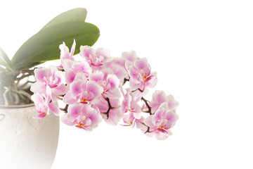 White pink peloric orchid  on white background. Home flowers.