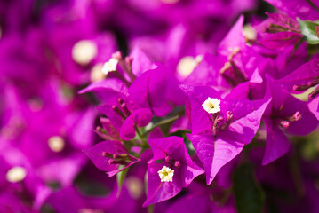 Plakat colorful bougainvillea flower as a background